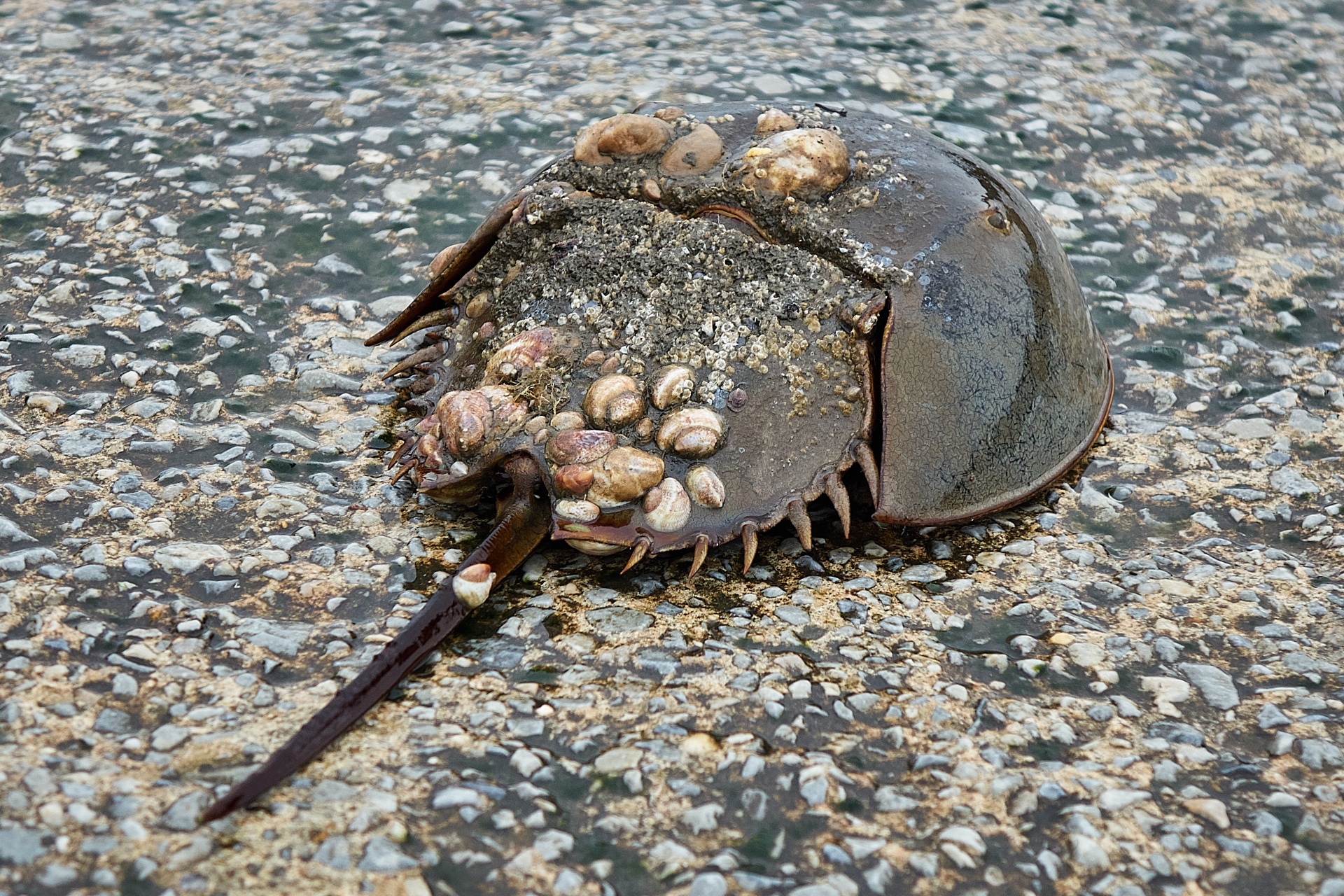 horseshoe crab crab ocean free photo