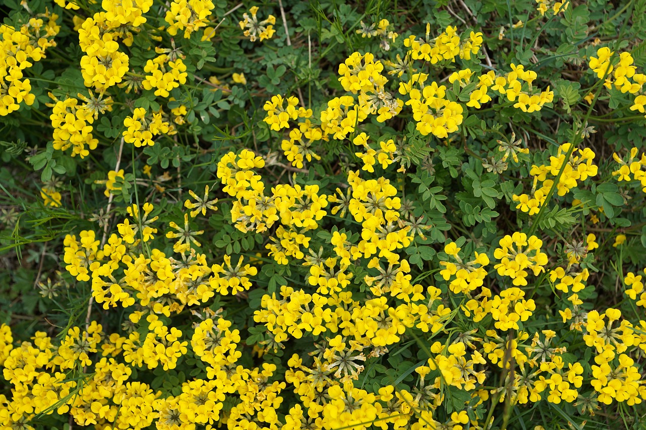 horseshoe vetch flowers yellow free photo