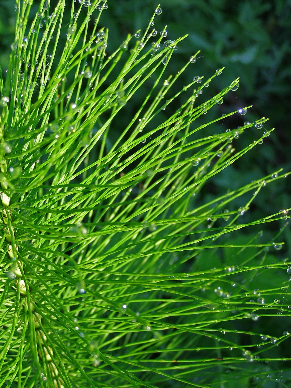 horsetail green drops free photo