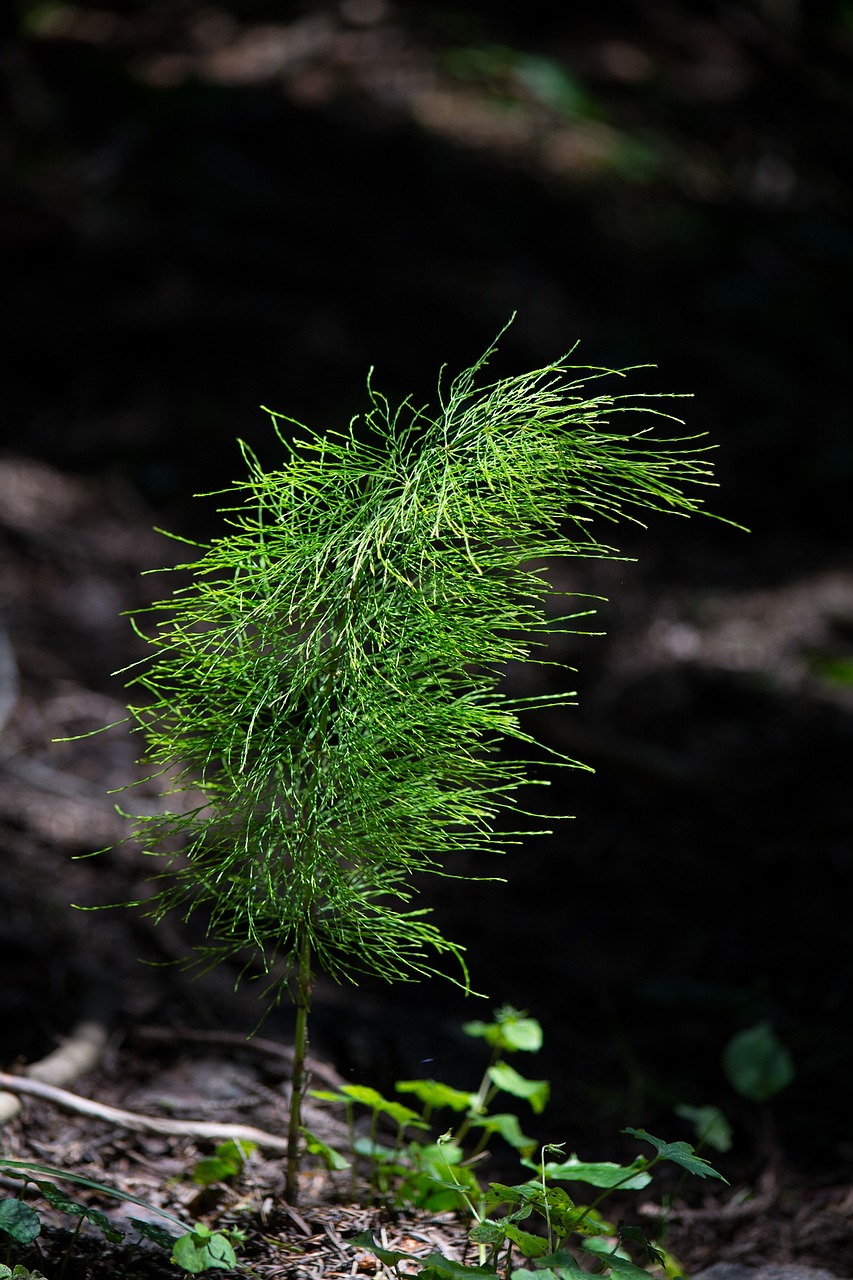 horsetail field horsetail cat wedel free photo