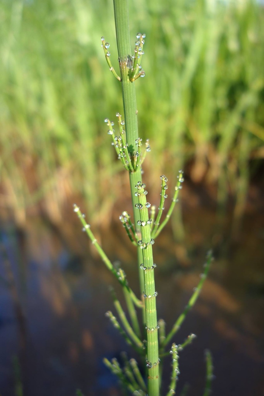 horsetail drops marsh free photo