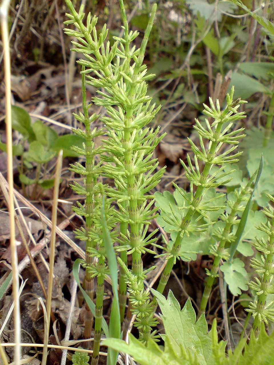 horsetail grass plant free photo