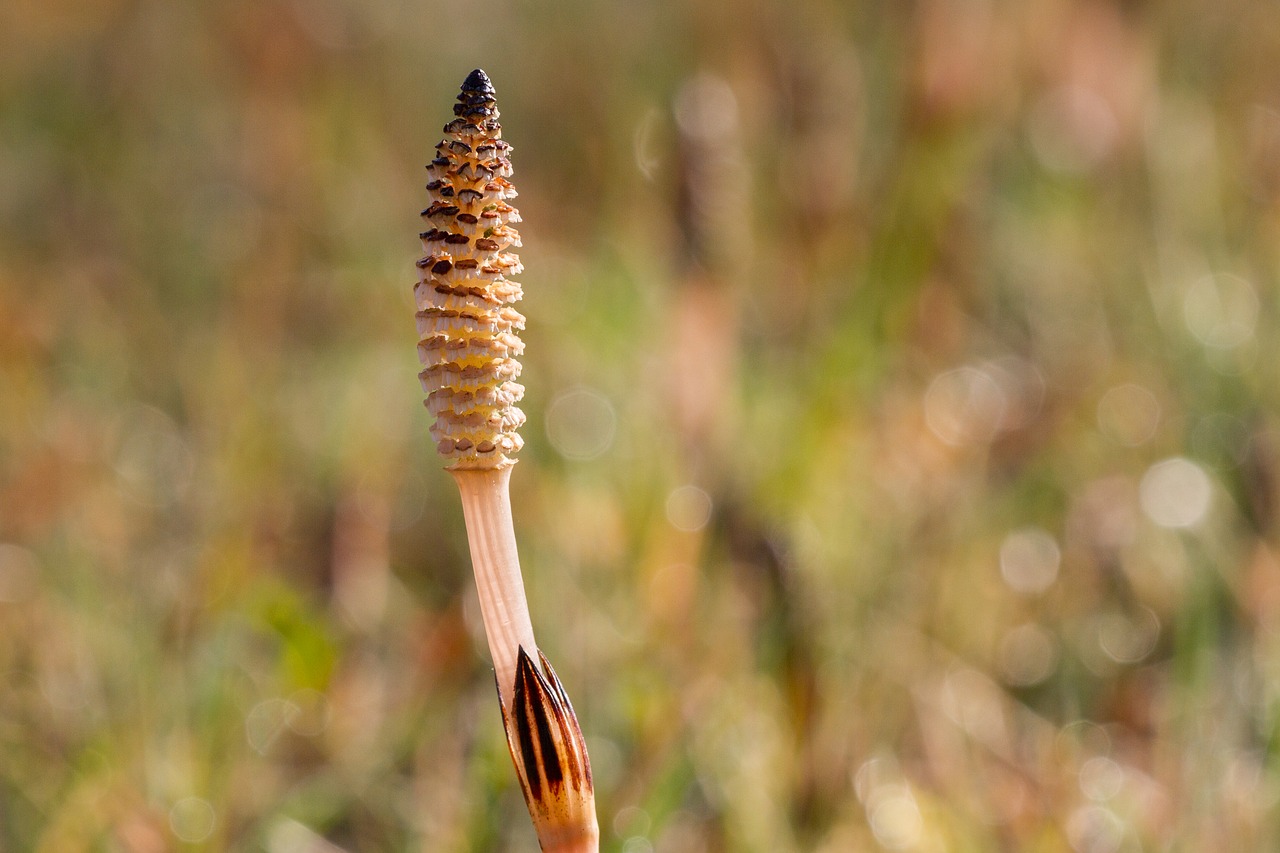 horsetail horsetail flower cattail free photo