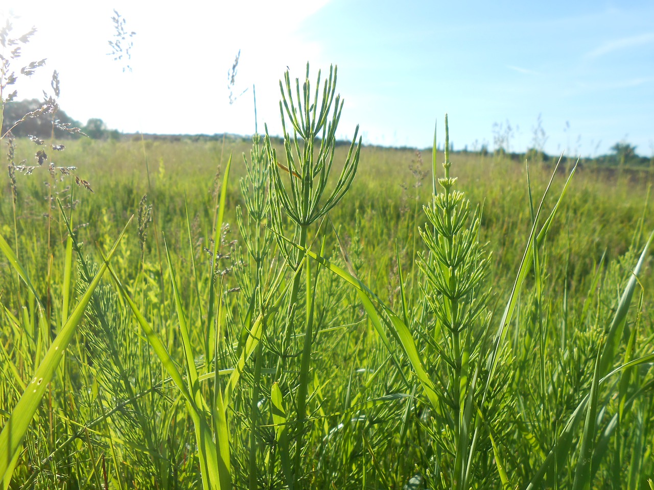 horsetail grass green free photo