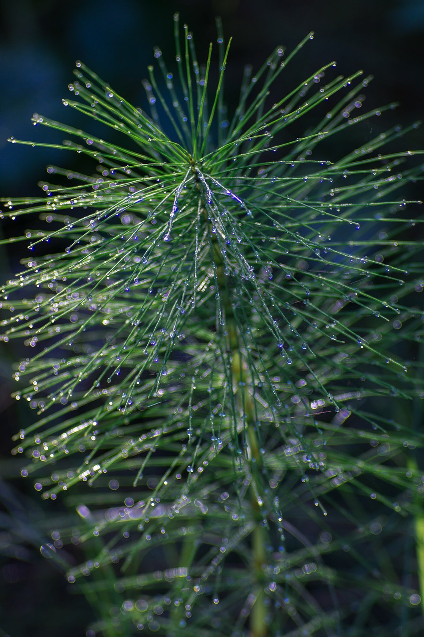 horsetail green drops free photo