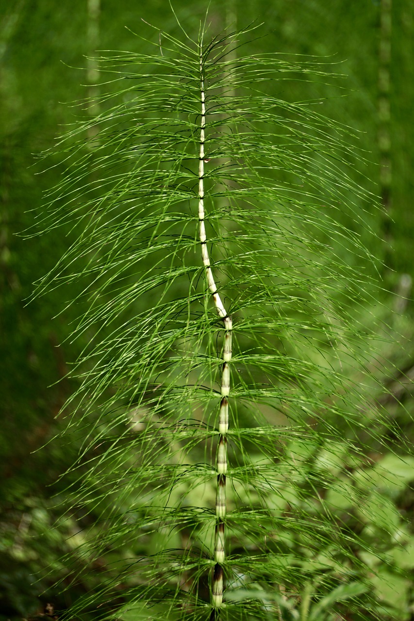 horsetail equisetum giant horsetail free photo