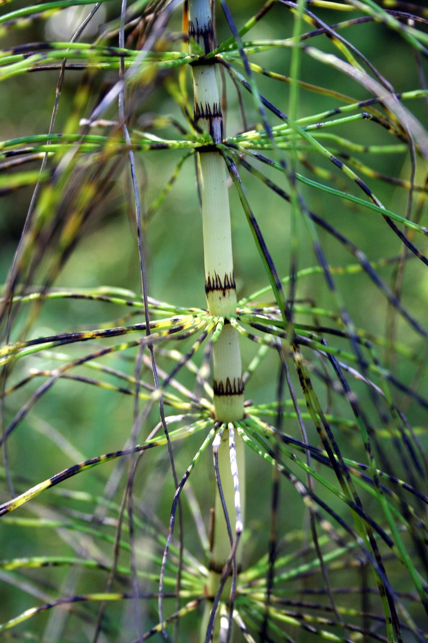 horsetail  spider  green free photo