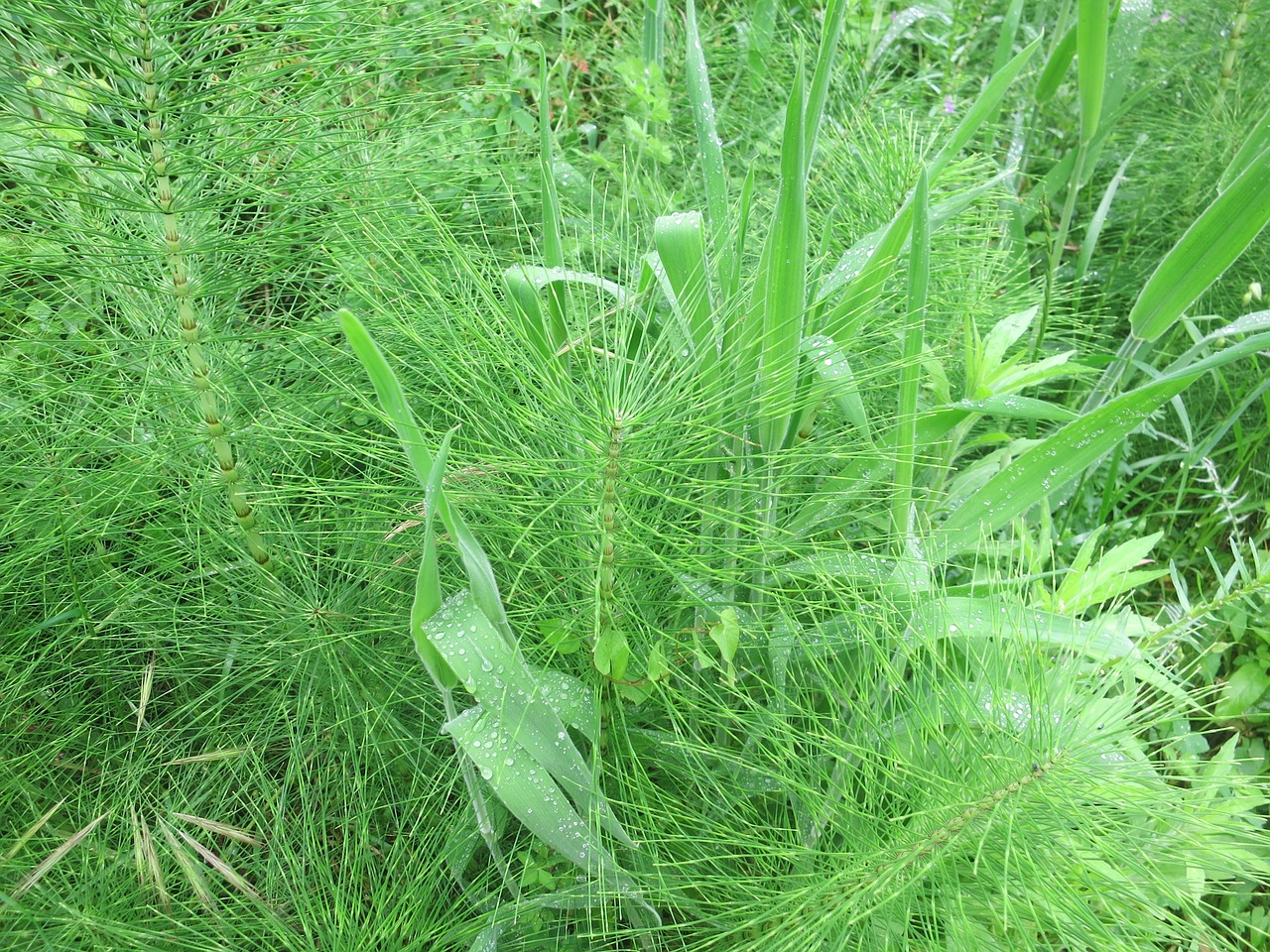 horsetail meadow green free photo