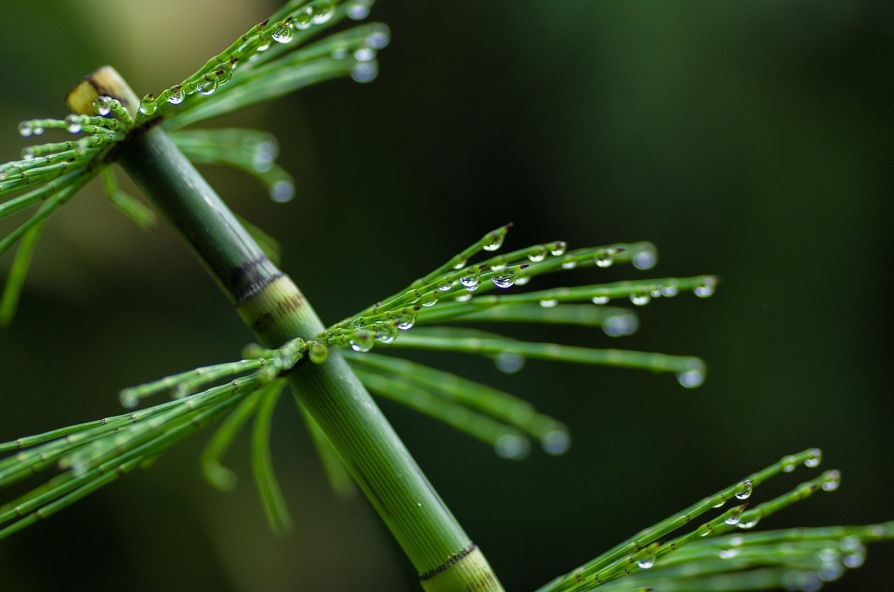 horsetail  drop of water  close up free photo