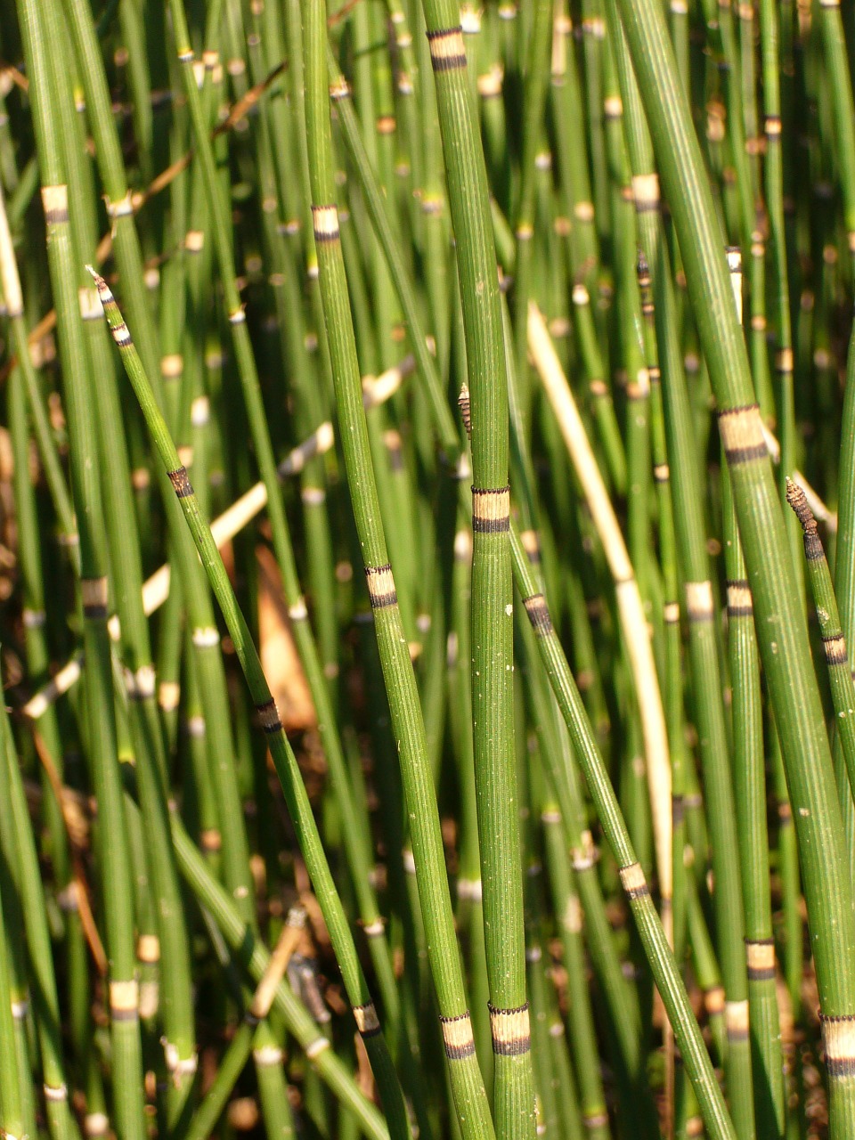 horsetail teichschachtelhalm marsh plant free photo
