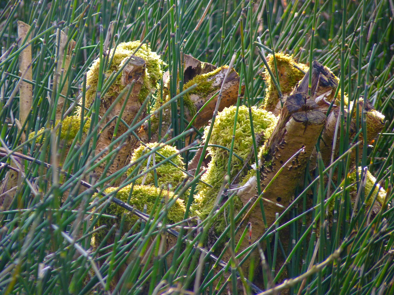 horsetail marsh plant green free photo