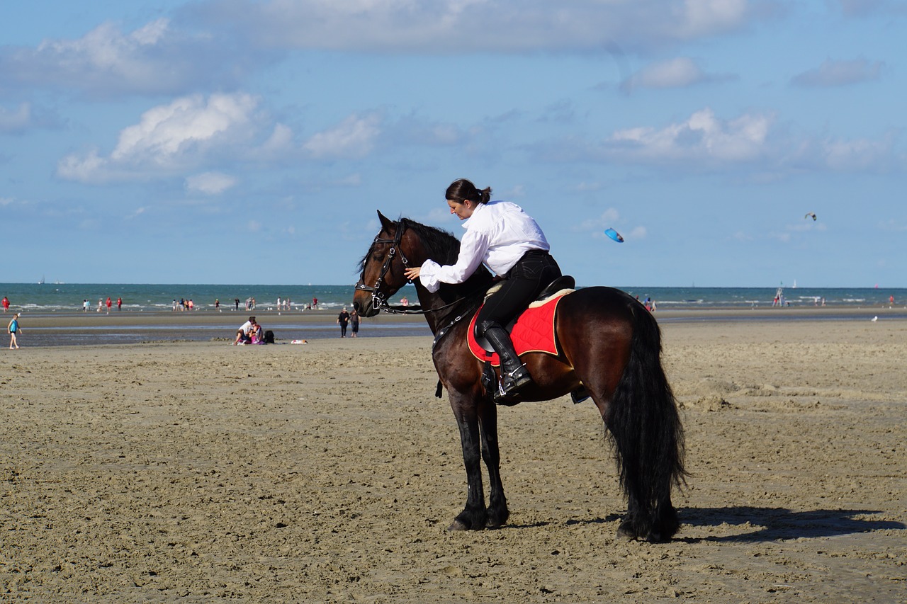 horsewoman belgian rider horse show free photo