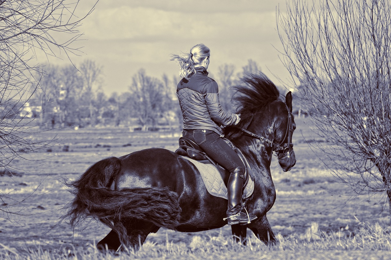 horsewoman  rider  horse free photo