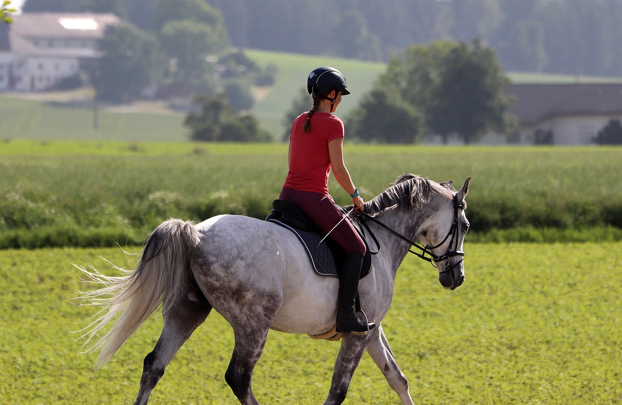 horsewoman  horse  ride free photo