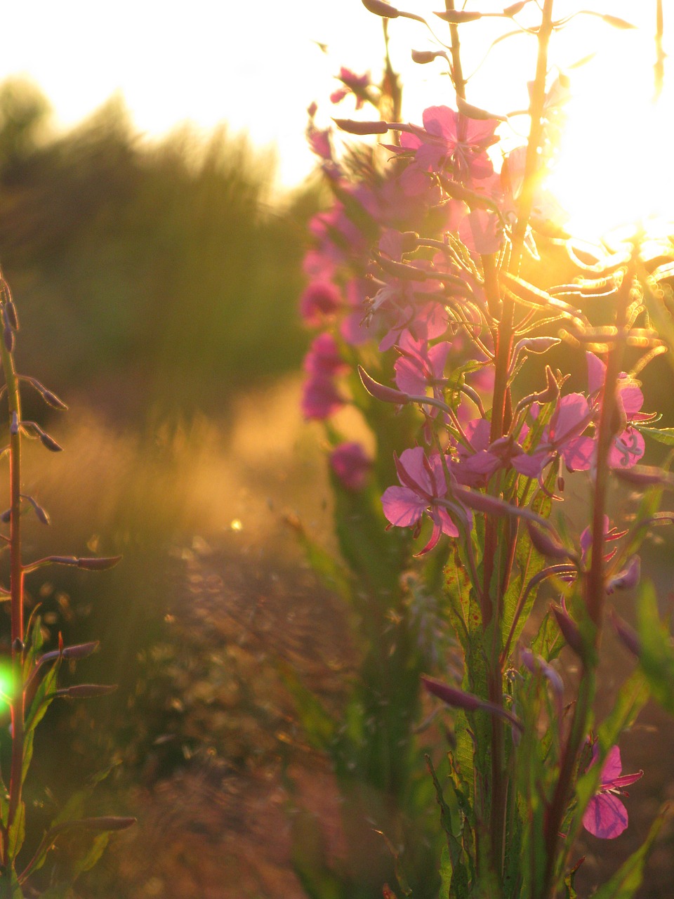 horsma meadow flower free photo