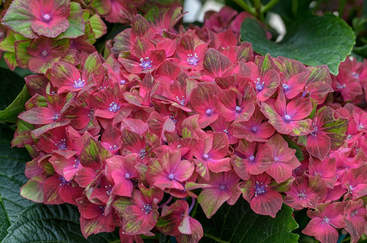 hortensia hydrangea pink free photo