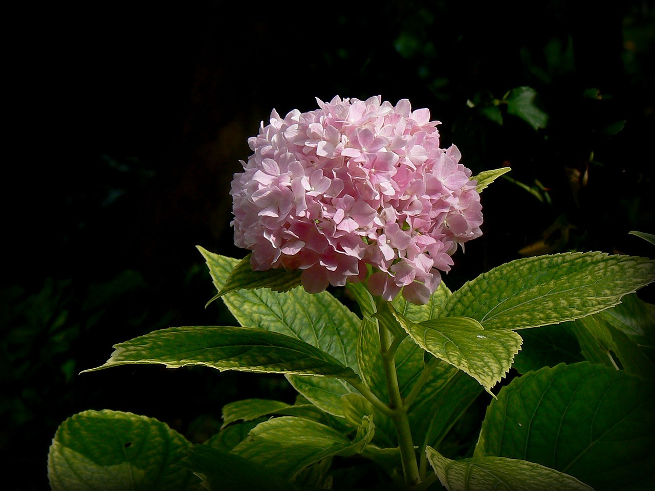 hortensia hydrangea flower free photo
