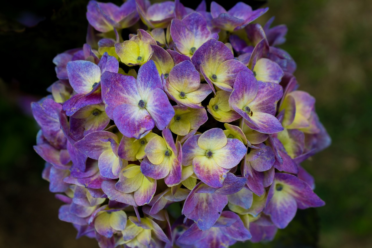 hortensia  flower  garden free photo