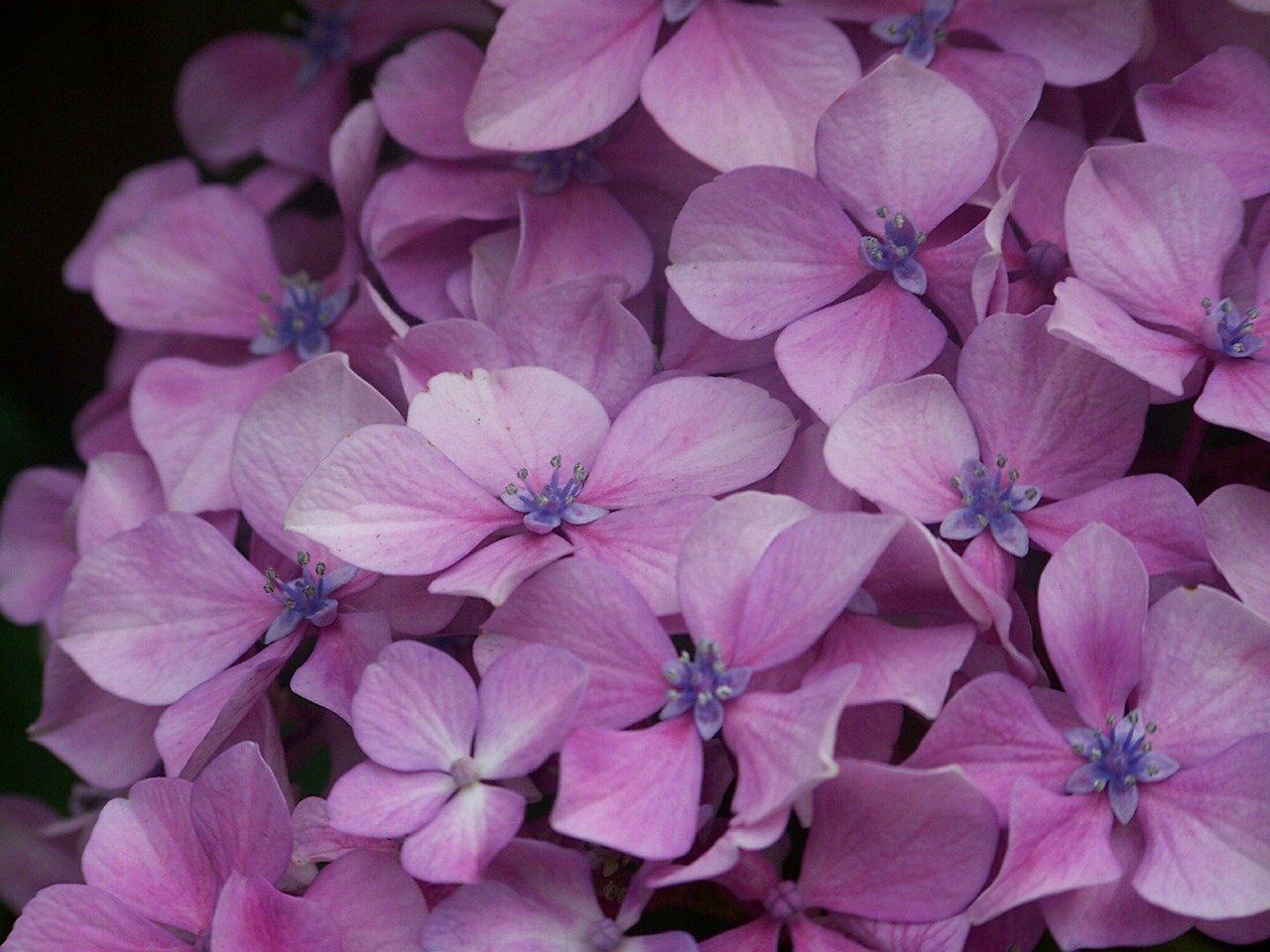 hortensia purple flower free photo