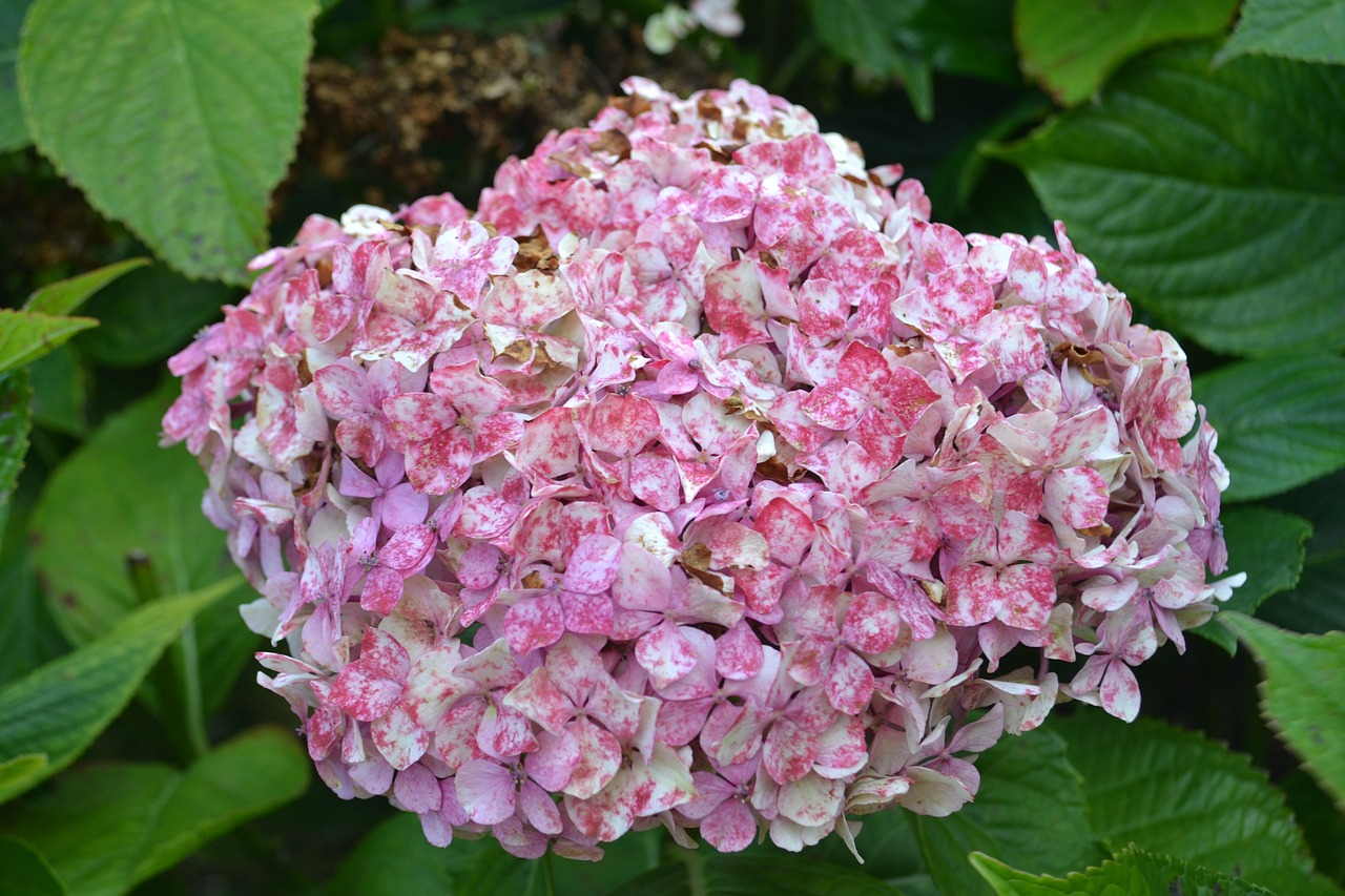 hortensia withered flower free photo