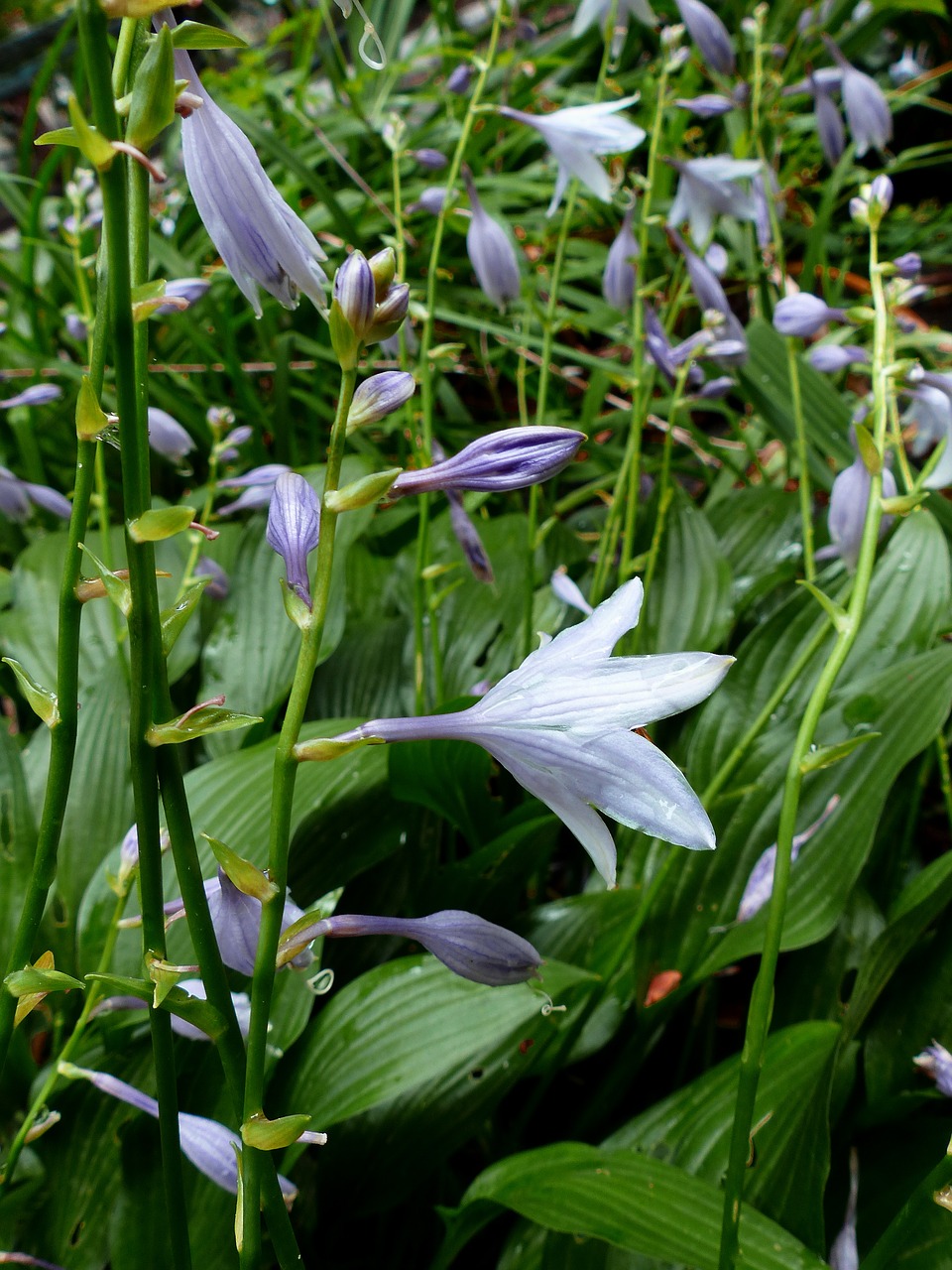 host  flowers  plant free photo