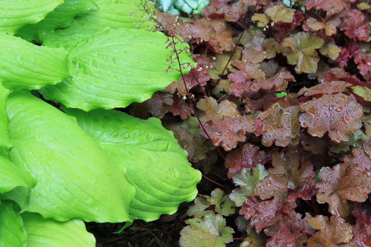 hosta coral bells garden free photo