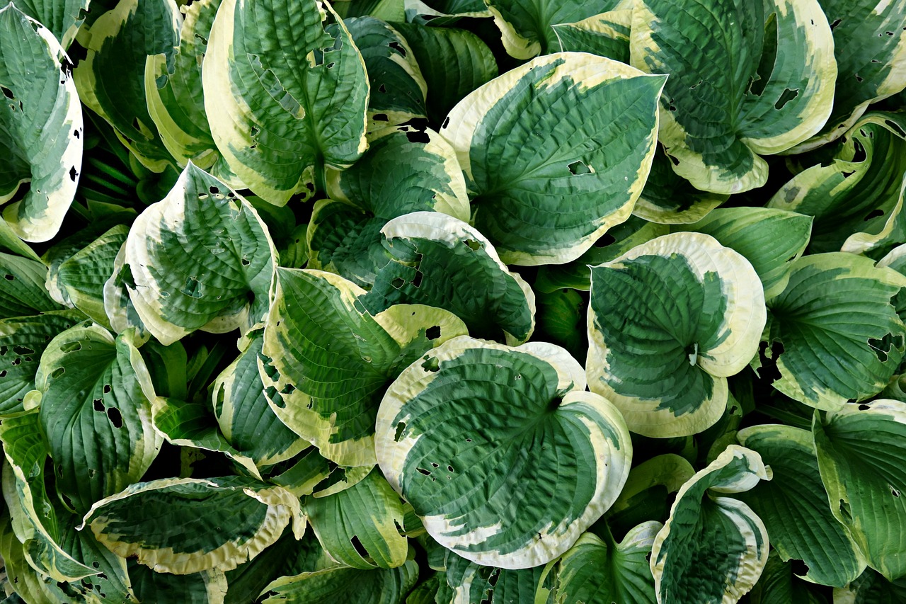 hosta plant leaf free photo