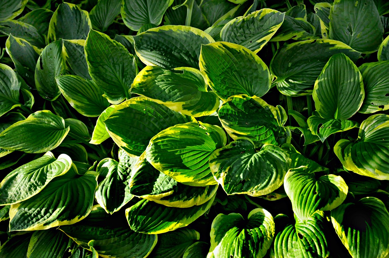 hosta plant leaf free photo