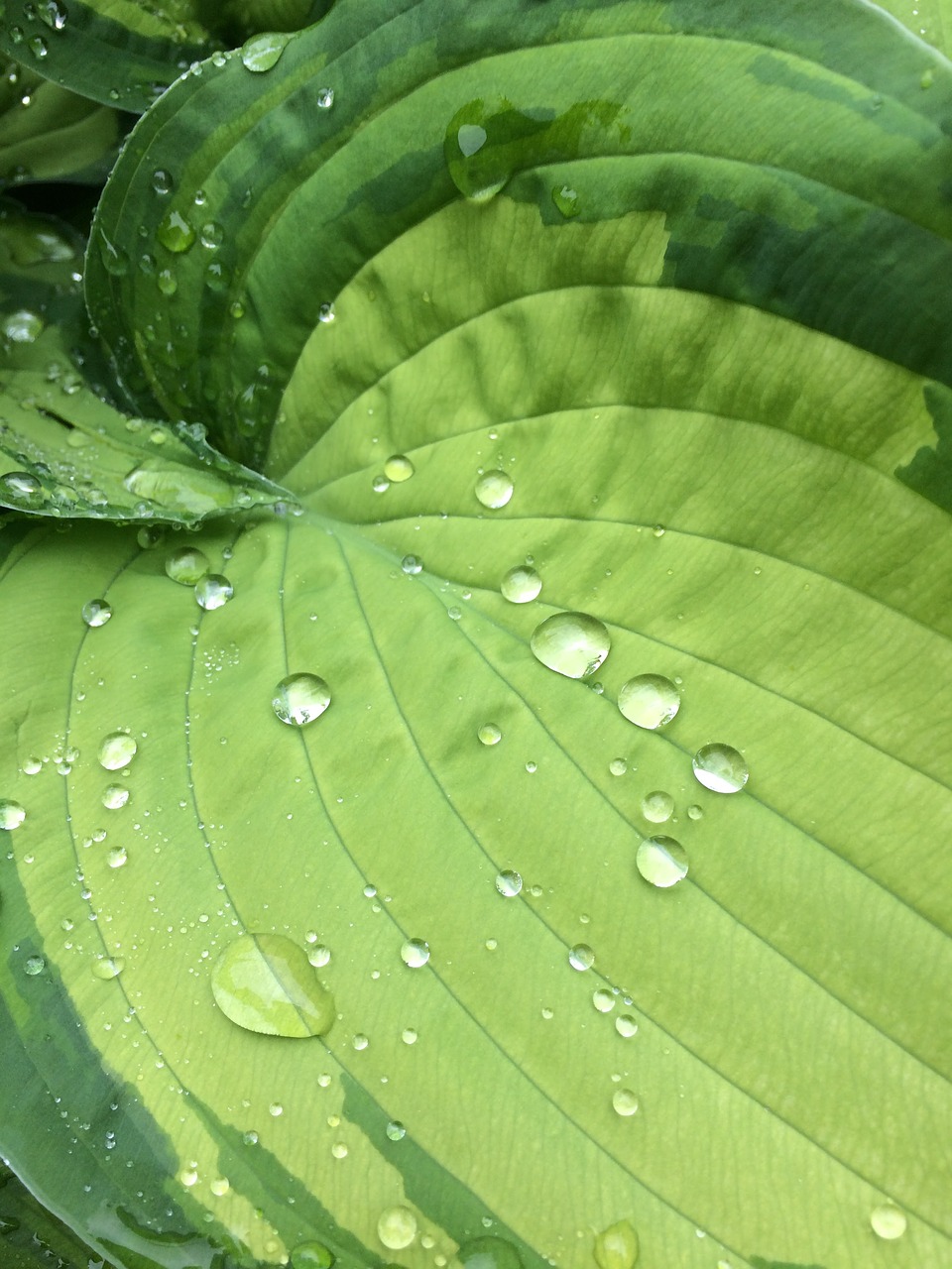 hosta water droplets free photo