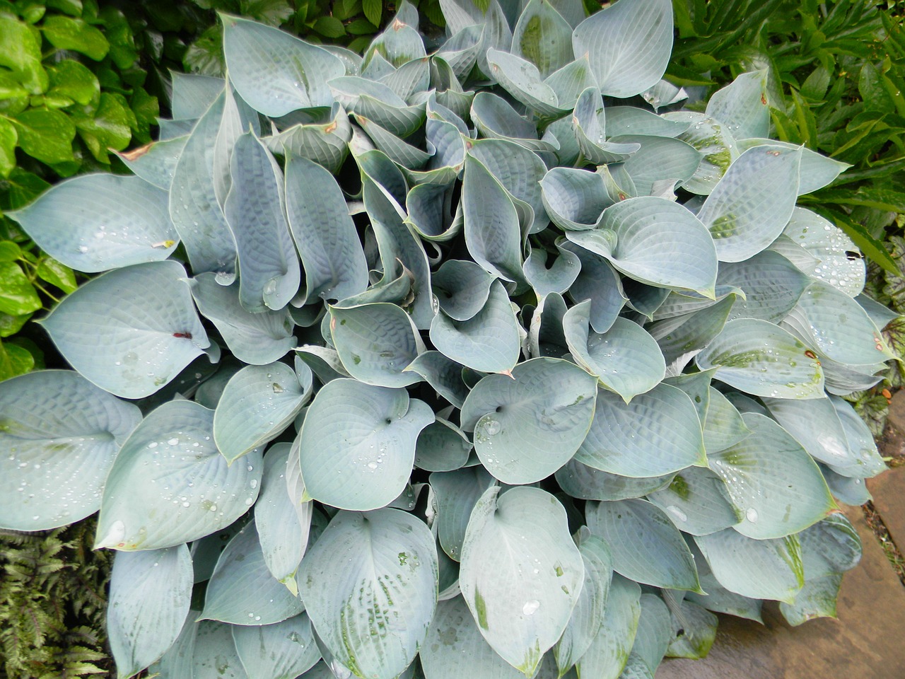 hosta plant green free photo