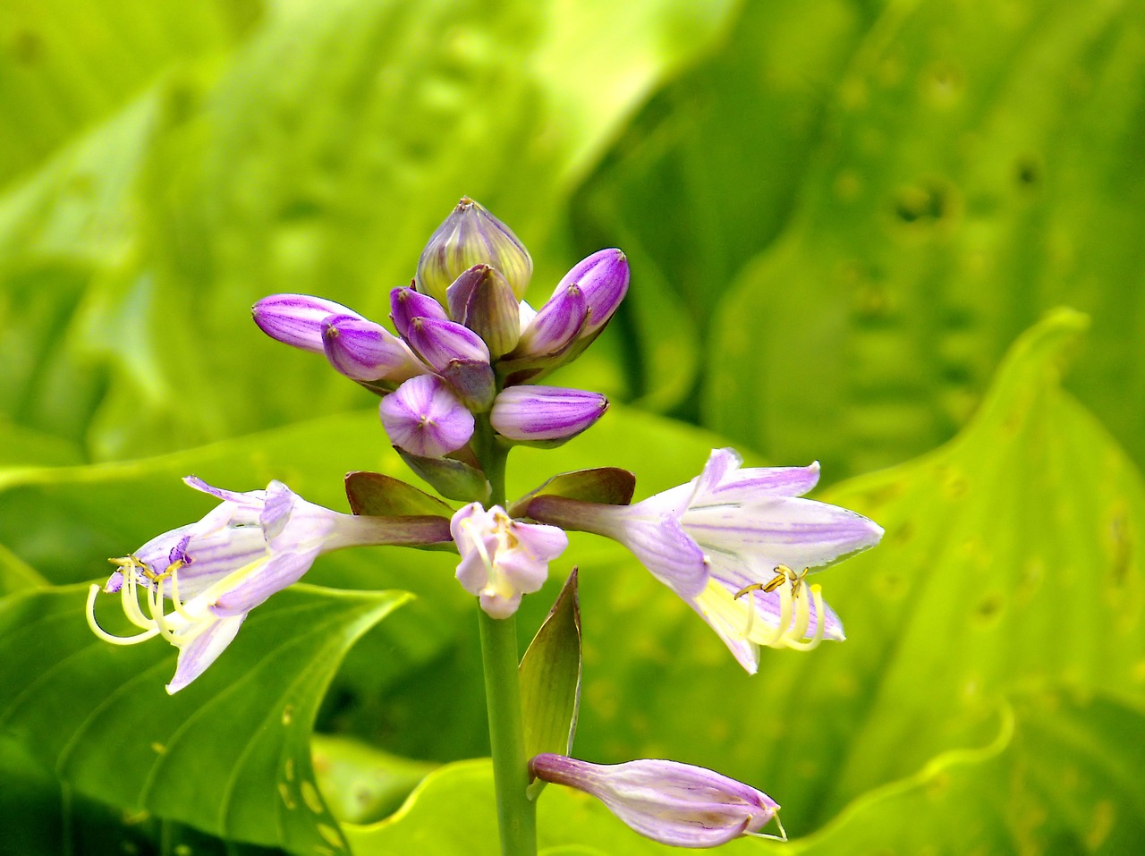 hosta flower perennial free photo