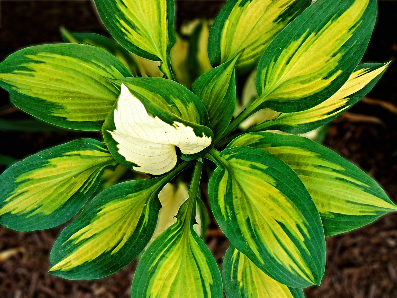 hosta green plant free photo