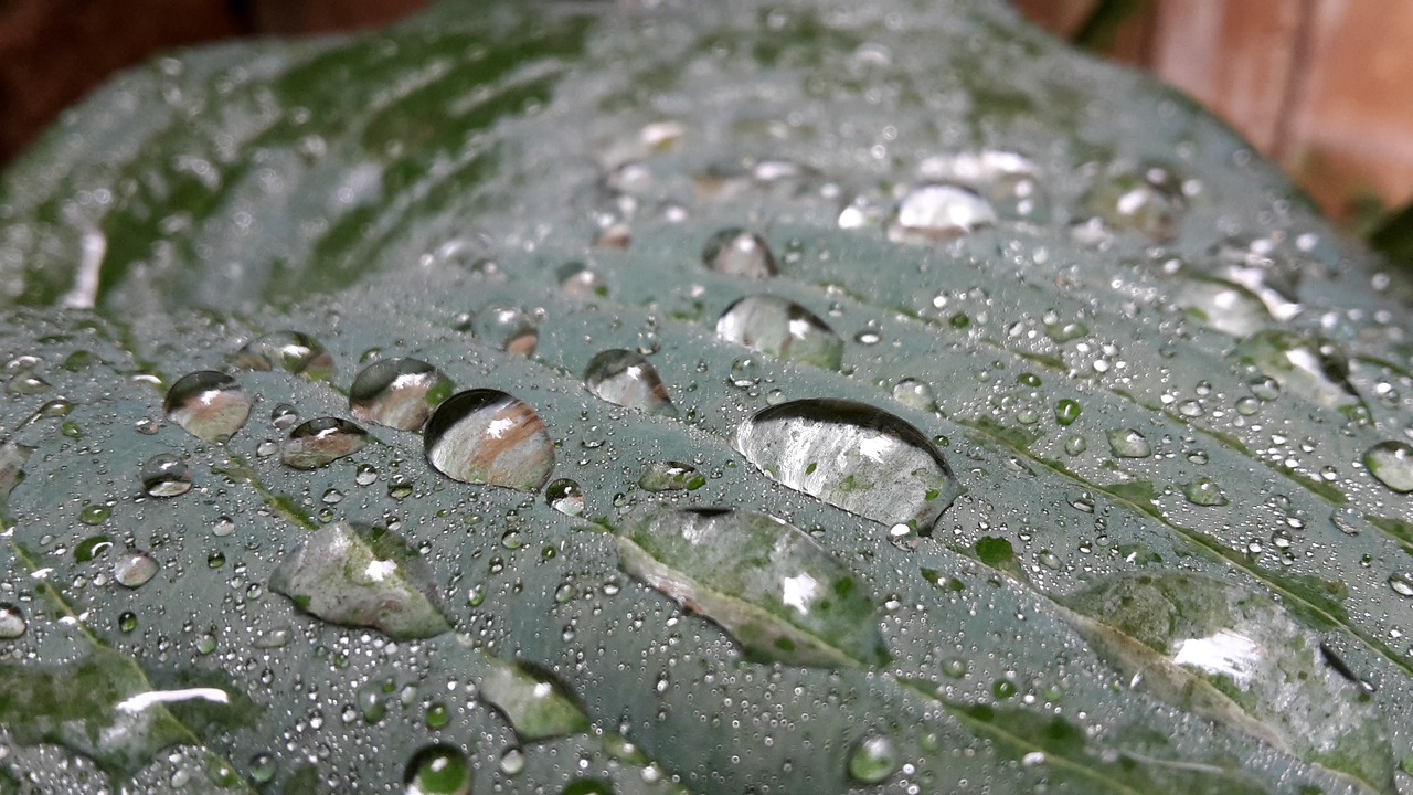 hosta plant moisture free photo