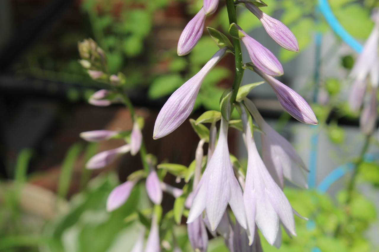 hosta  bloom  blossom free photo