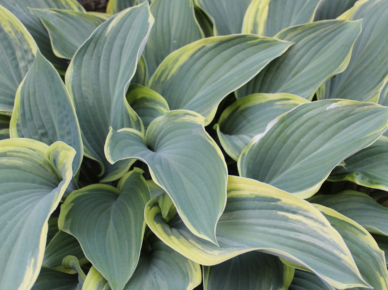 hosta  leaf  green free photo