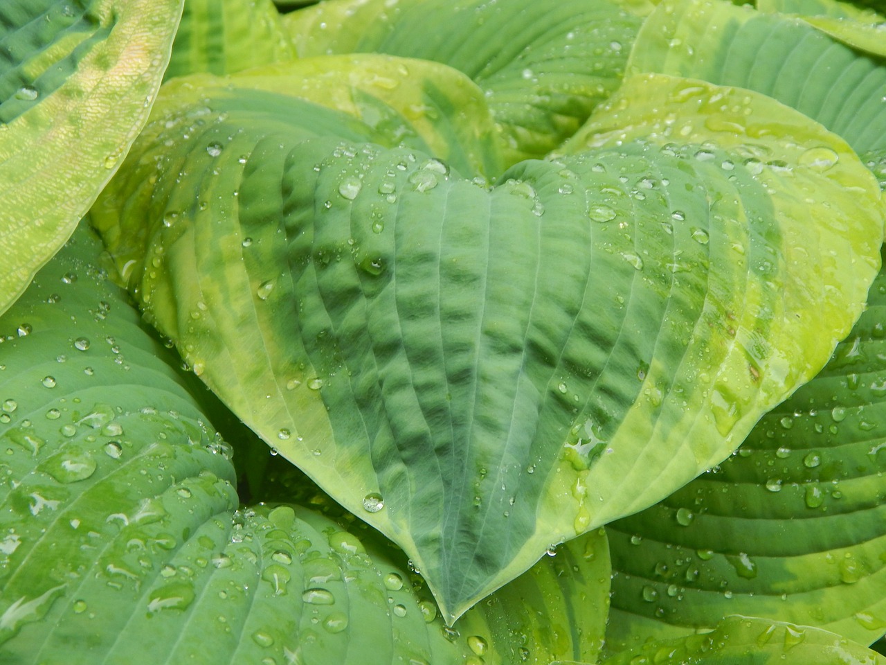 hosta leaf flora free photo