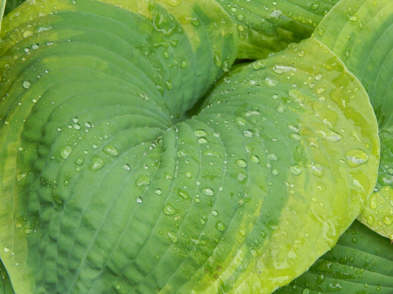 hosta leaf flora free photo