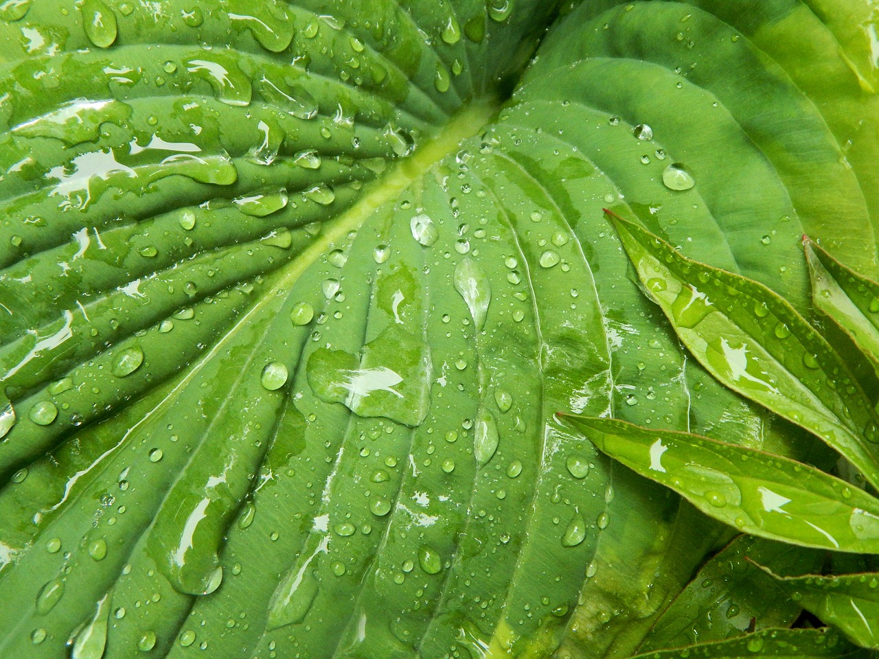 hosta leaf flora free photo