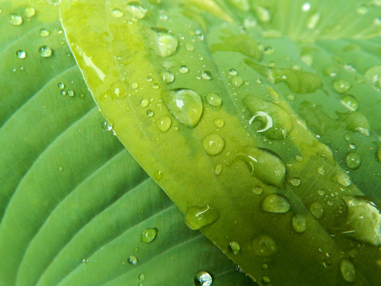 hosta leaf flora free photo