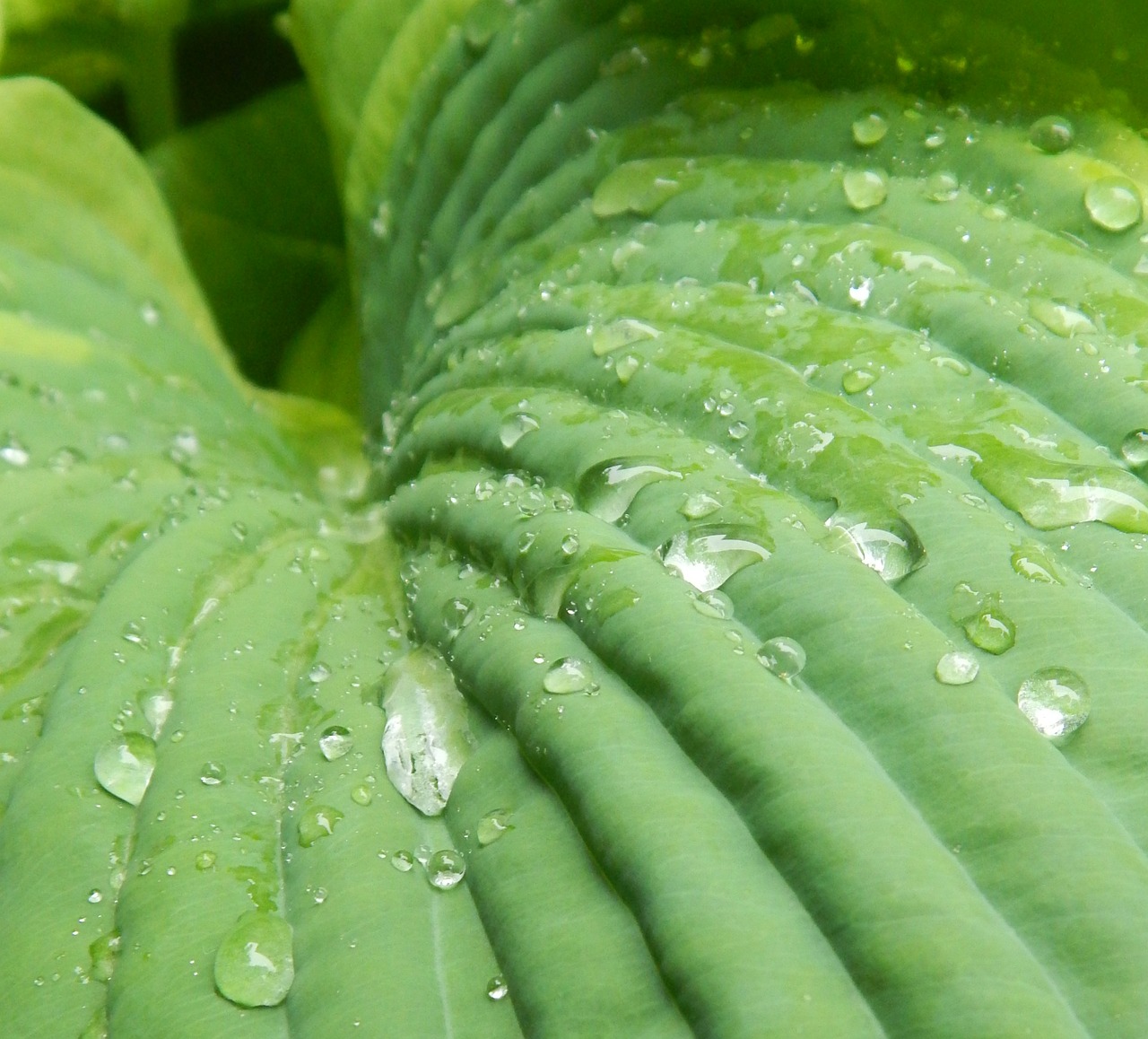 hosta leaf flora free photo