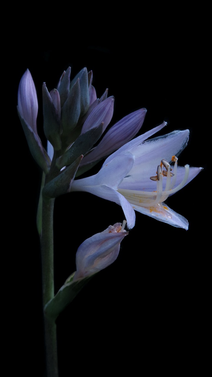 hosta  plantain lily  close up free photo