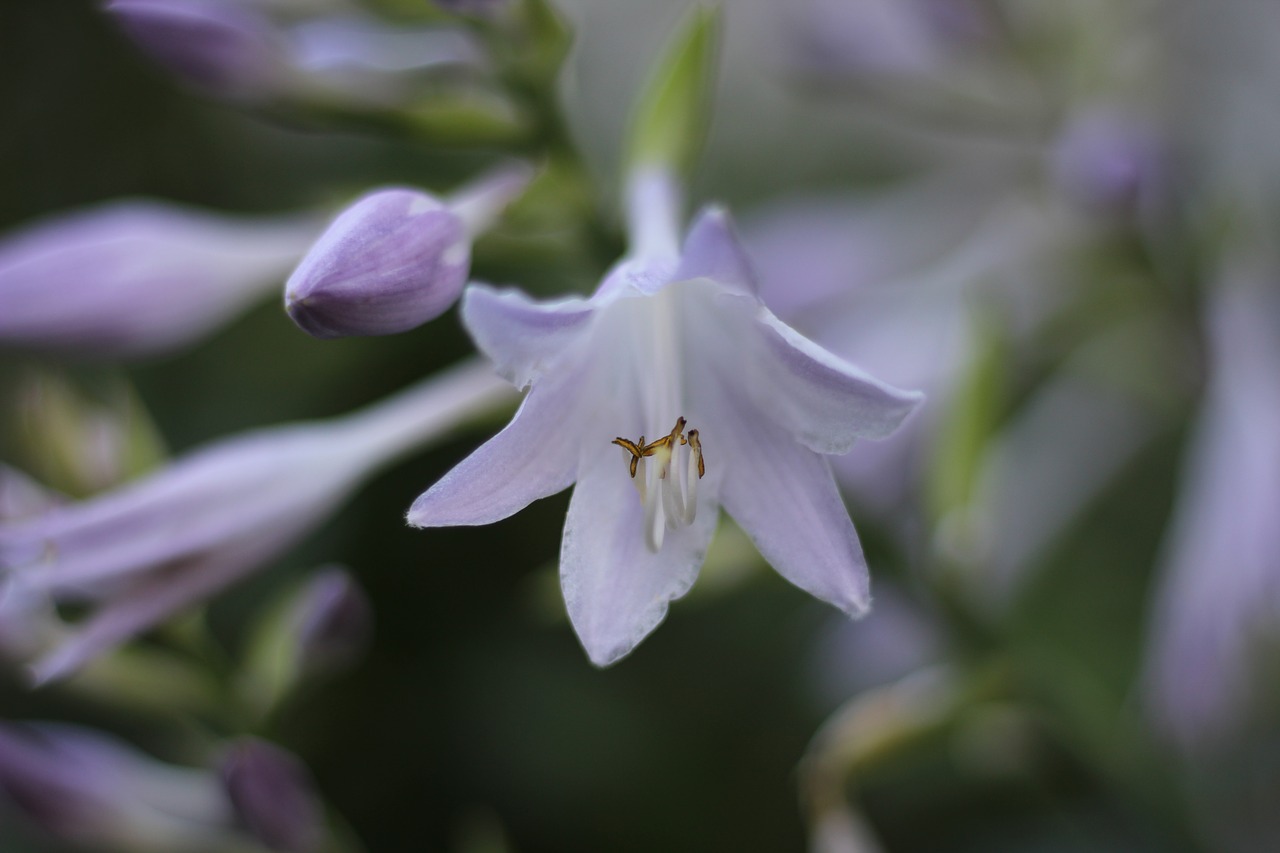 hosta  flower  floral free photo