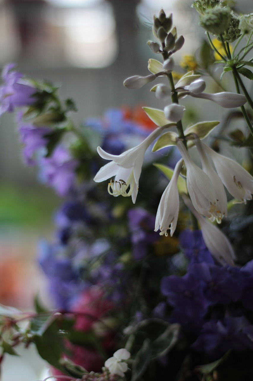 hosta  flower  white free photo