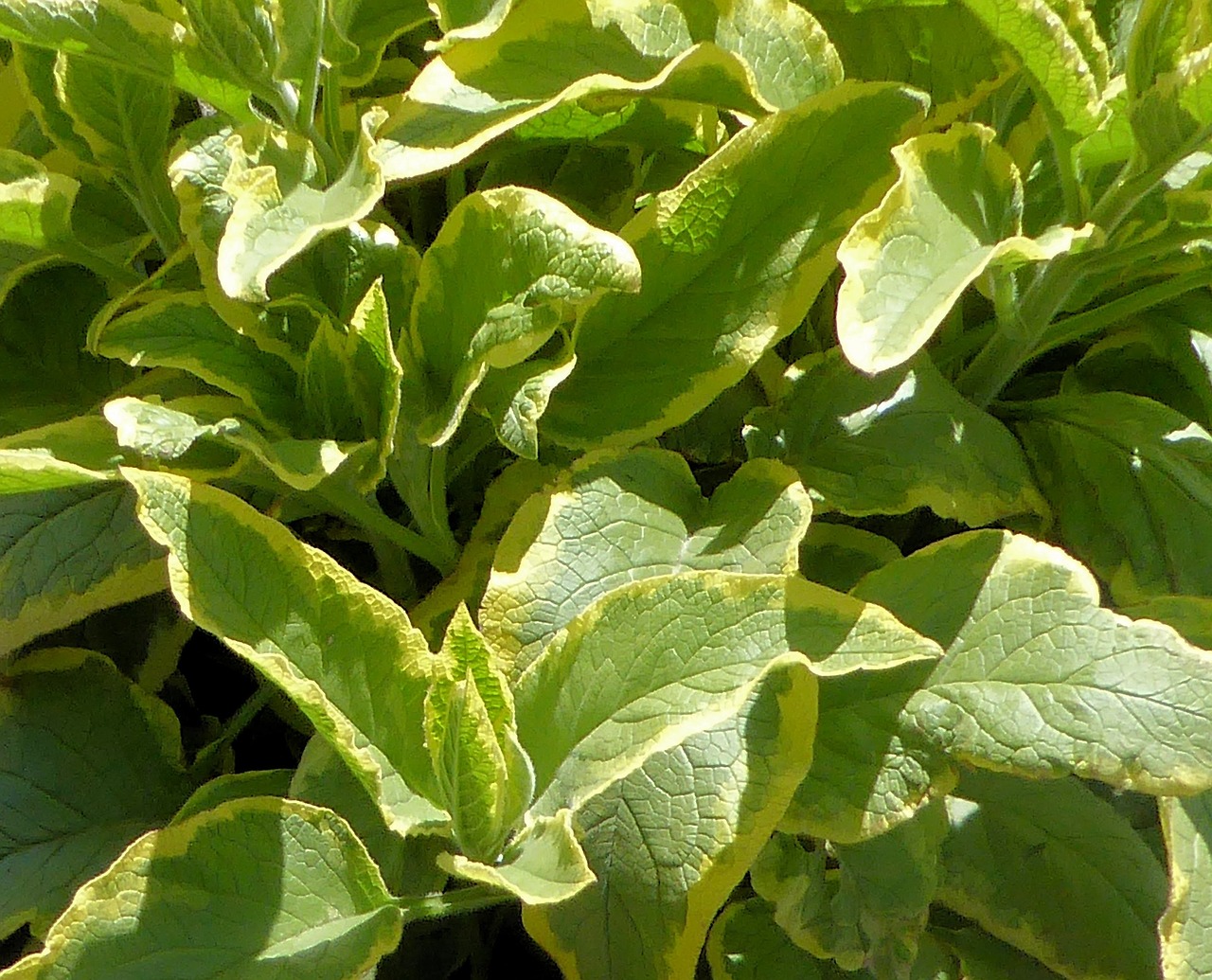 hosta yellow and green perennial free photo