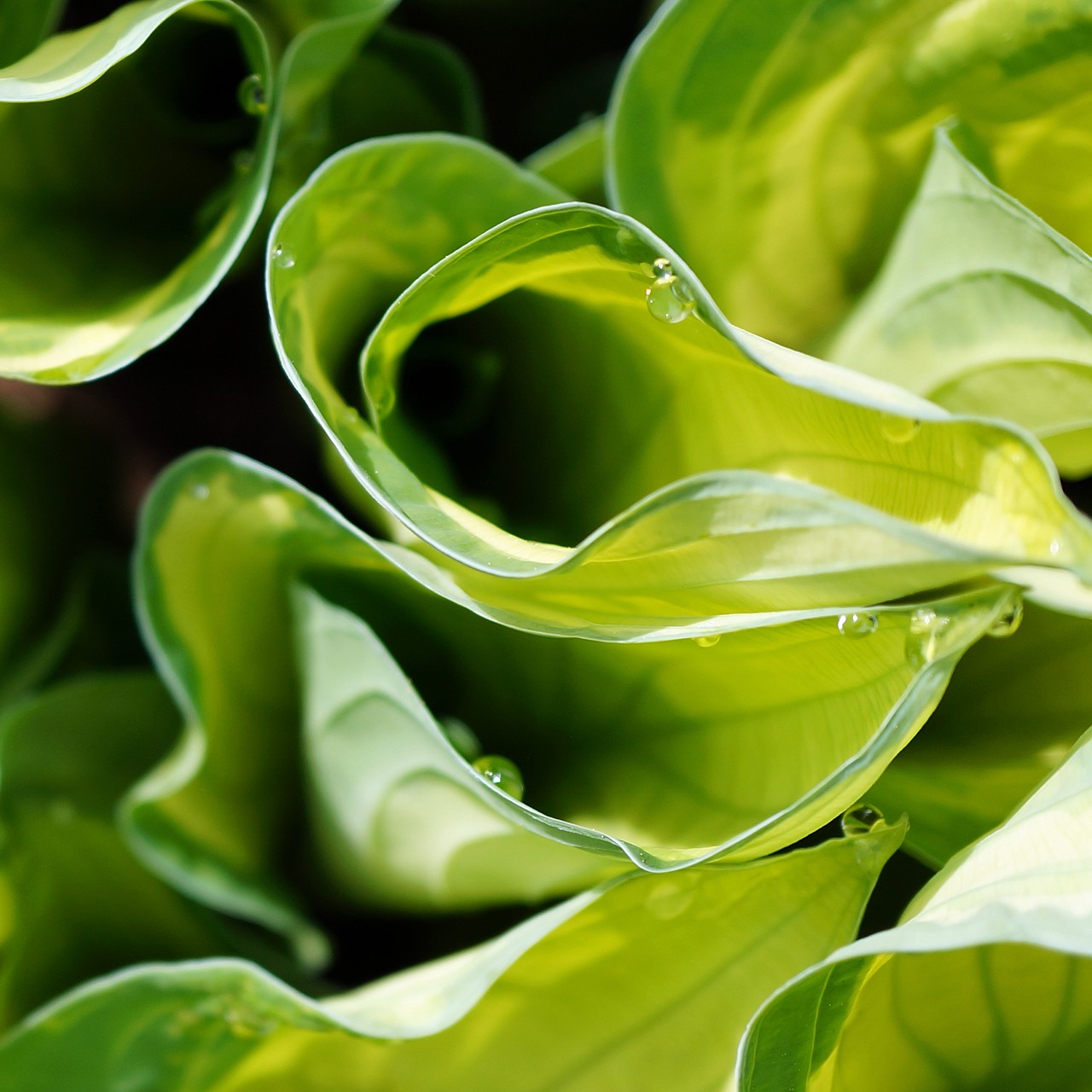 hosta dew drops droplet free photo