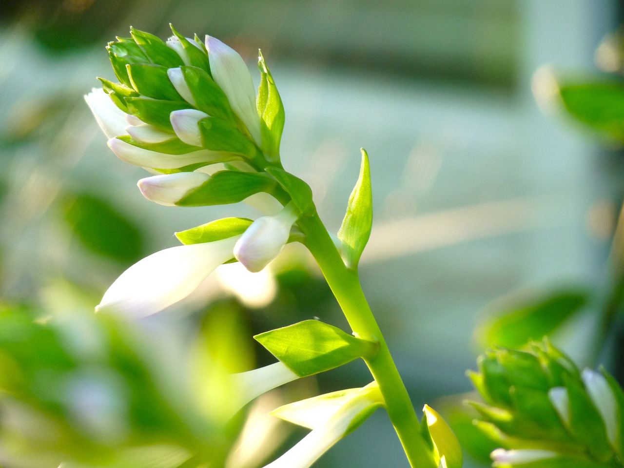 hosta bloom flower free photo