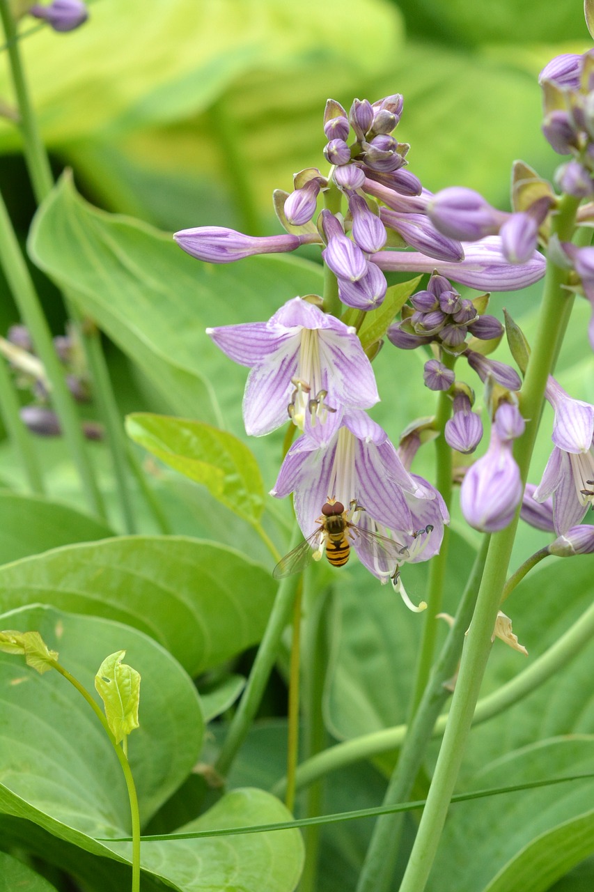 hosta leaf studio funkie host free photo