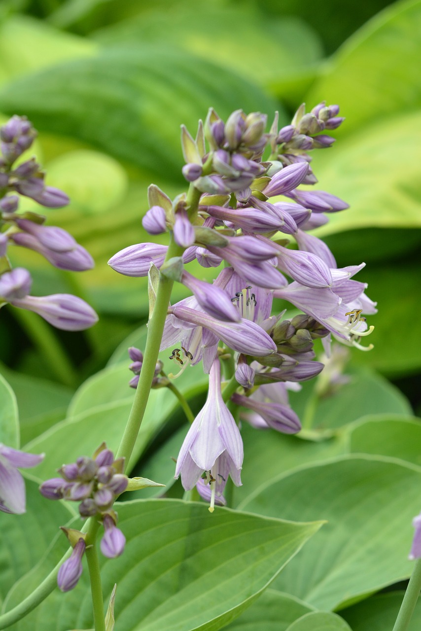 hosta leaf studio funkie host free photo