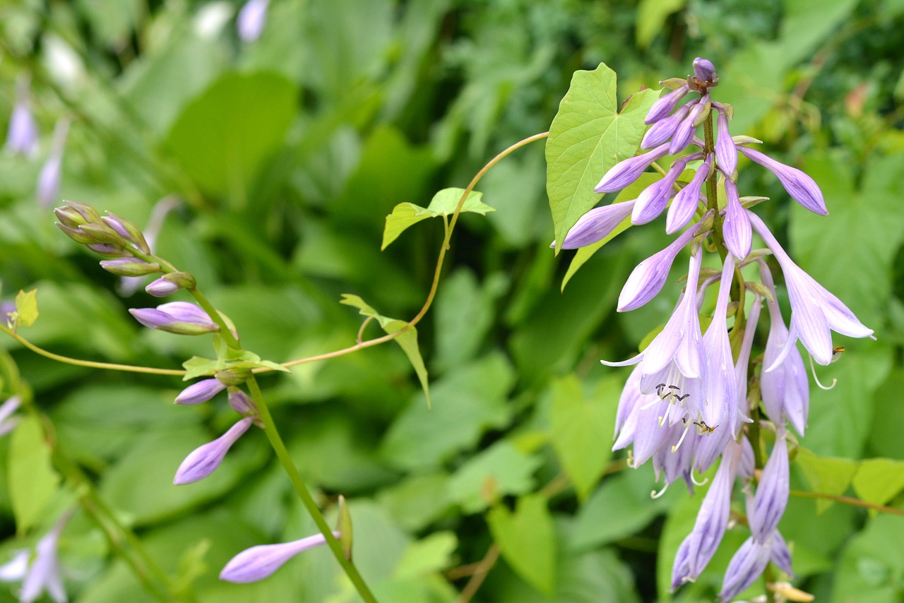 hosta leaf studio funkie host free photo