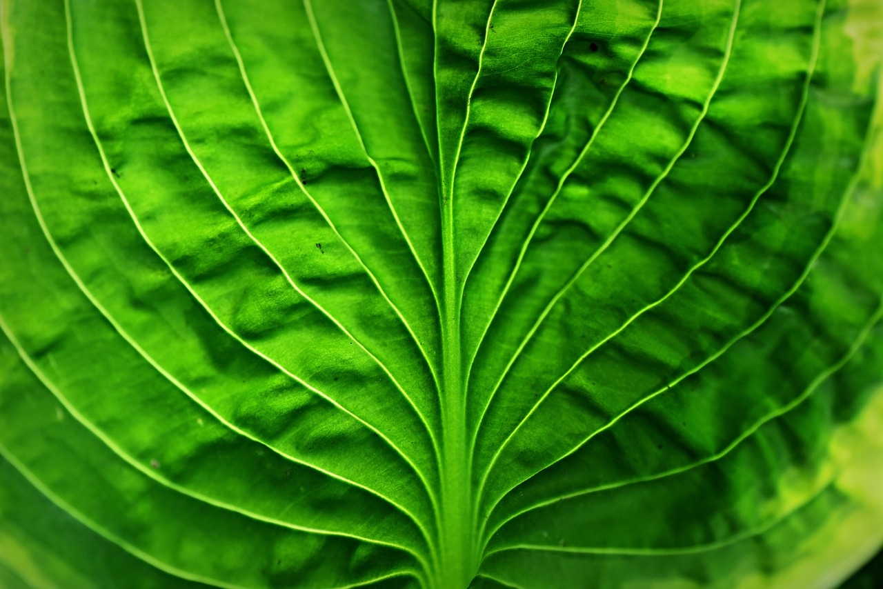hosta leaf  plant  vein free photo